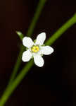 Seaside brookweed <BR>Water pimpernel